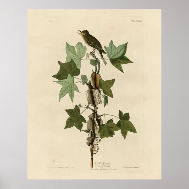 Willow Flycatcher - Audubons Vögel in Amerika Poster (Vorne)