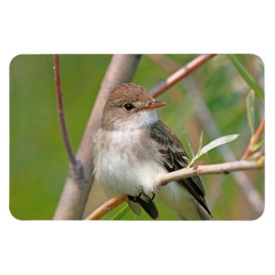 Willow Flycatcher Magnet