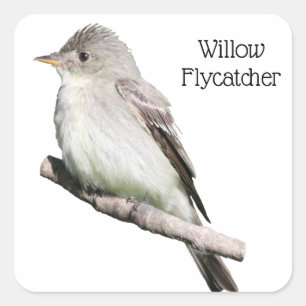 Willow Flycatcher Quadratischer Aufkleber