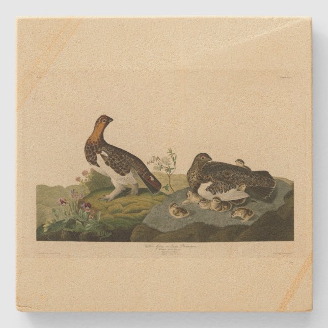 Willow Grous (Grouse) - Audubons Vögel von Amerika Steinuntersetzer (Vorderseite)
