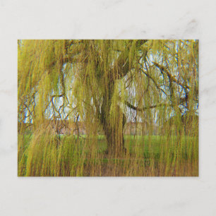Willow in der Breeze Postkarte