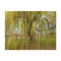 Willow in der Breeze