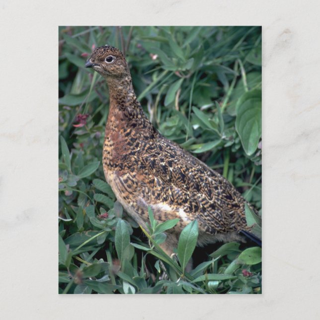 Willow ptarmigan, hen im Sommer Postkarte (Vorderseite)