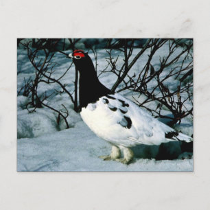 Willow Ptarmigan Postkarte
