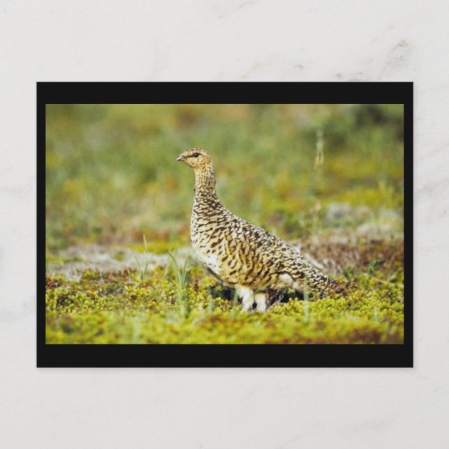 Willow ptarmigan postkarte (Vorderseite)