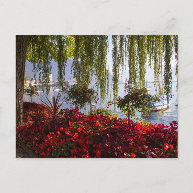 Willow Red Blume Postcard Postkarte (Vorderseite)