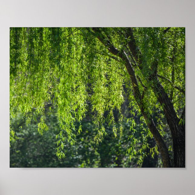 Willow Tree Green Nature Poster (Vorne)