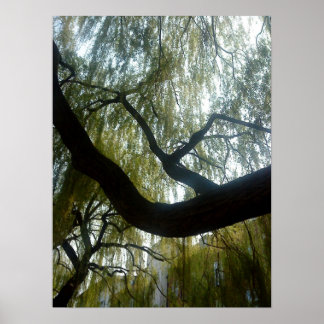 Willow Tree Poster