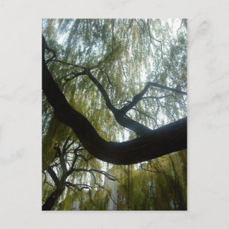 Willow Tree Postkarte