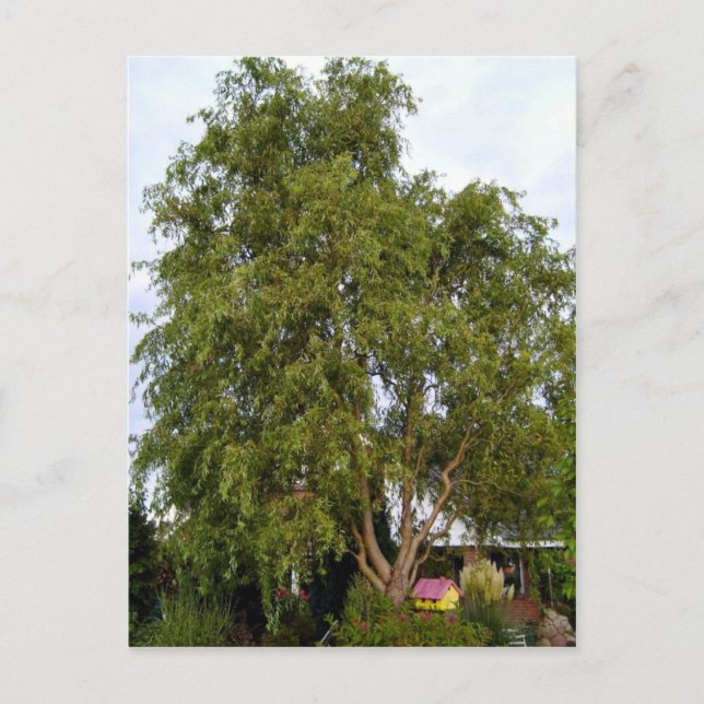 Willow Tree Postkarte (Vorderseite)