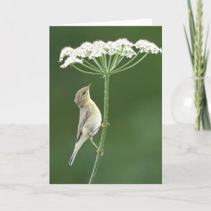 Willow Warbler Karte