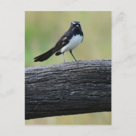 WILLWAGTAIL AUF FENCE QUEENSLAND AUSTRALIA POSTKARTE