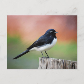 Willy Wagtail - Australian Bird Art Postkarte