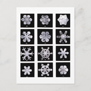 Wilson Bentley Snowflakes Postkarte