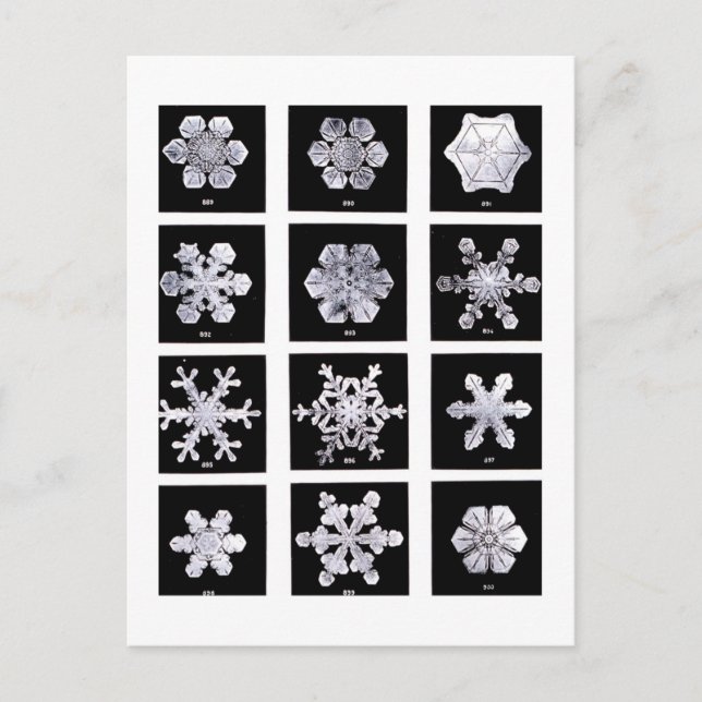 Wilson Bentley Snowflakes Postkarte (Vorderseite)