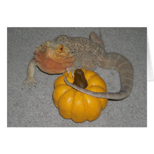 Wilson, der bärtige Drache