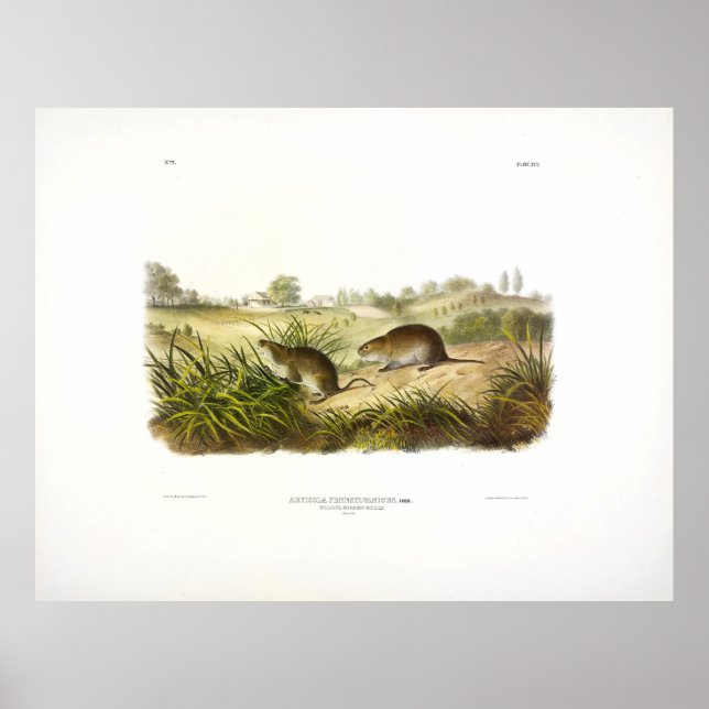 Wilson's Meadow Mouse (Meadow Vole) von Audubon Poster (Vorne)