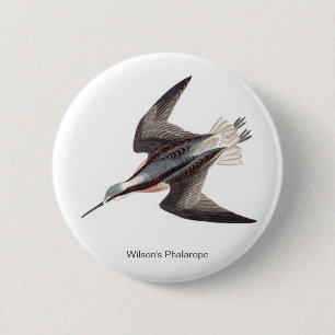 Wilsons Phalarope von John James Audubon,  Button