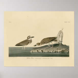 Wilson's Plover von Audubons Vögeln von Amerika Poster