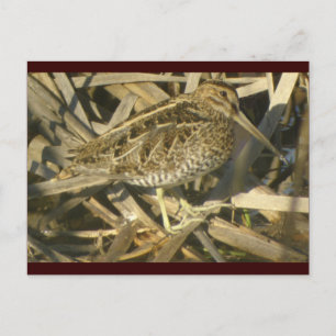 Wilson's Snipe Postcard Postkarte