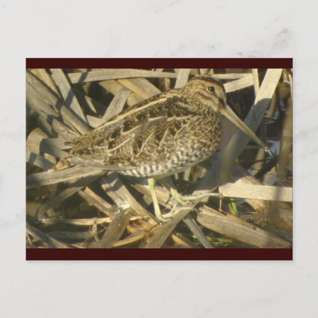 Wilson's Snipe Postcard Postkarte (Vorderseite)
