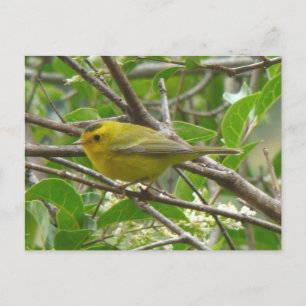 Wilson's Warbler 1 Postkarte