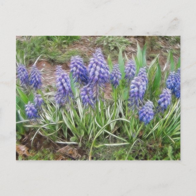 Wind Blown Trauben Hyacinths Postkarte (Vorderseite)
