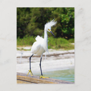 Wind geblasen Snowy Egret Postkarte