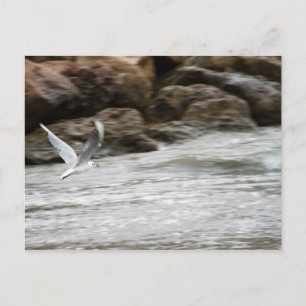 Wind Master Postkarte