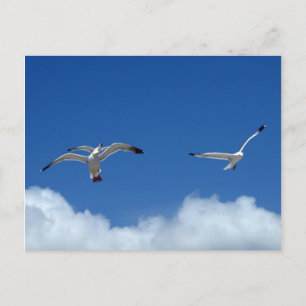 Wind Masters Postcard Postkarte