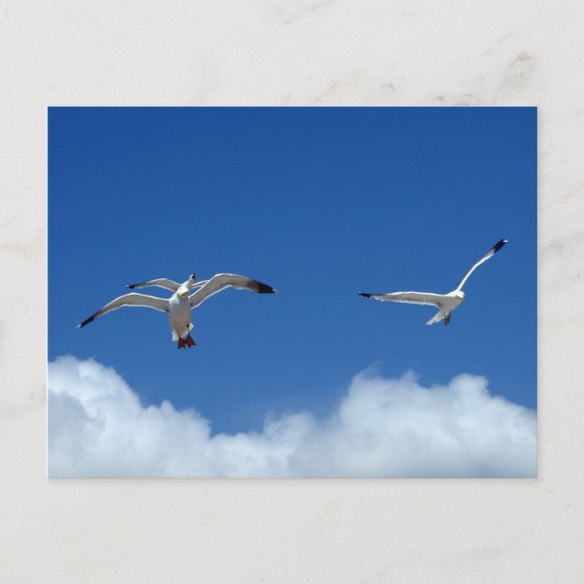 Wind Masters Postcard Postkarte (Vorderseite)