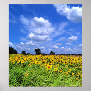Wind Swept, Sunflowers (PRINT) Poster