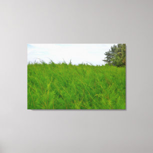 Wind Weiches Fluffiges Gras Landschaftsfoto Leinwanddruck