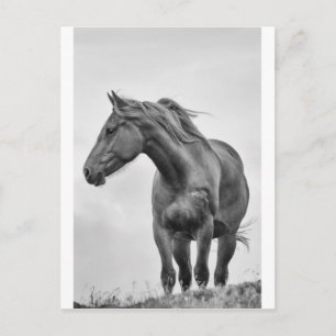 Windblown Postkarte