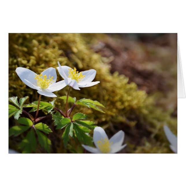 Windblume Anemone nemorosa (Vorderseite (Horizontal))