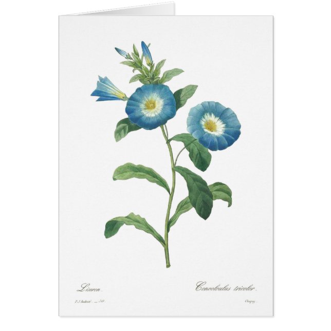 Winde tricolor (Vorne)