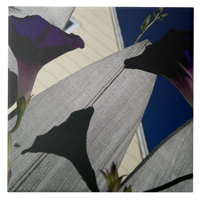 Winden-Blume Fliese (Vorderseite)