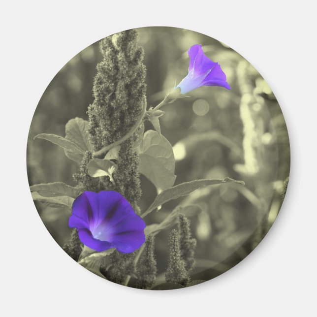 Winden-Schwarz-weißer Blumen-Magnet Magnet (Vorne)
