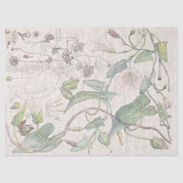 Winden-Wildblume-Blumen-Seidenpapier Seidenpapier (Vorderseite)