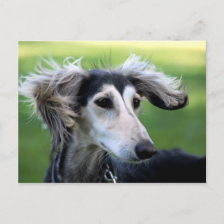 Windhund Postkarte