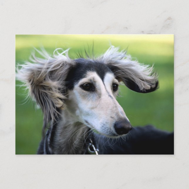 Windhund Postkarte (Vorderseite)