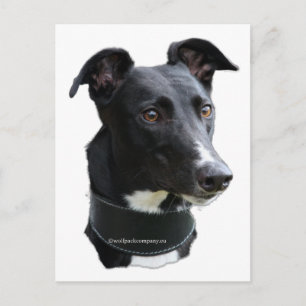 Windhund Postkarte