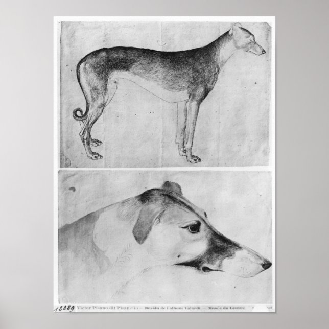 Windhund und Kopf eines Windhundes Poster (Vorne)