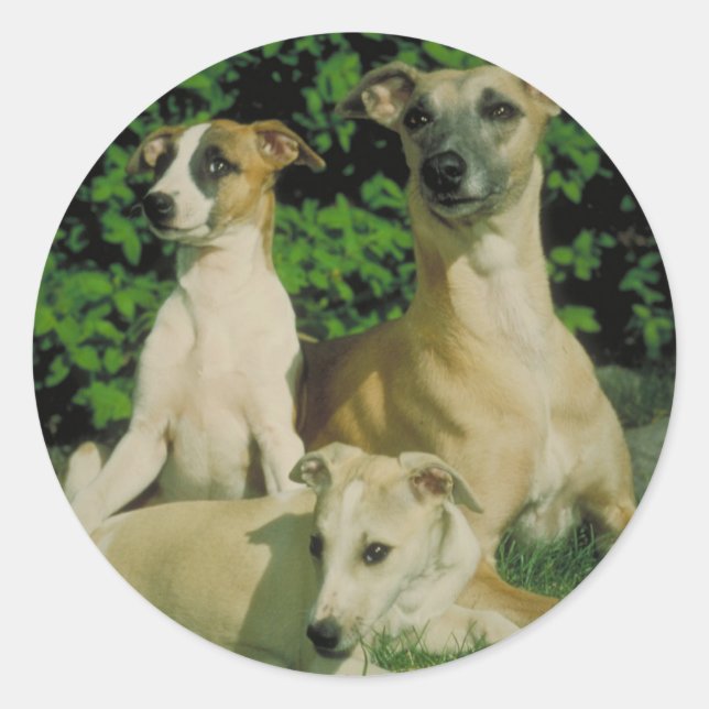 Windhund und Welpen Runder Aufkleber (Vorderseite)