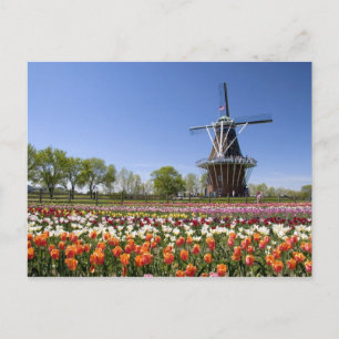 Windmill Island Park mit Tulpen in Blüte bei Postkarte