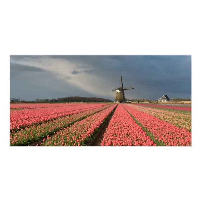 Windmühle mit rosa Tulpen im Frühjahr Fotodruck (Vorne)