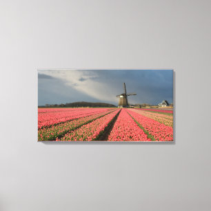 Windmühle mit rosa Tulpen im Frühjahr Leinwanddruck