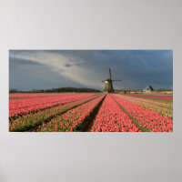 Windmühle mit rosa Tulpen im Frühjahr