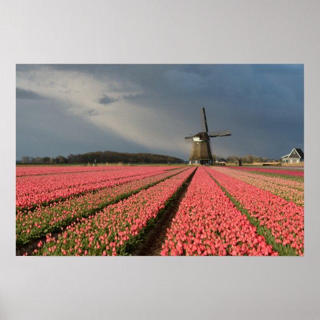 Windmühle mit rosa Tulpen im Frühjahr Poster (Vorne)