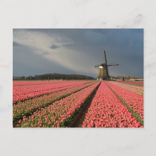 Windmühle mit rosa Tulpen im Frühjahr Postkarte (Vorderseite)
